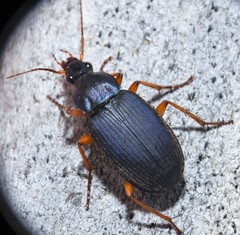 Chlaenius laticollis