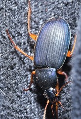 Chlaenius laticollis