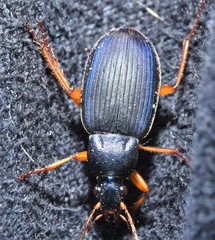 Chlaenius laticollis