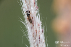 Pseudopachybrachius guttus