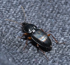 Pterostichus commutabilis