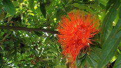 Brownea ariza