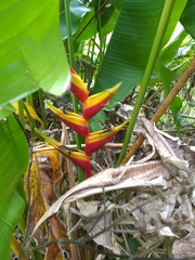 Heliconia bihai