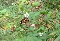 Heliconius ethilla