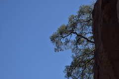 Pinus maximartinezii