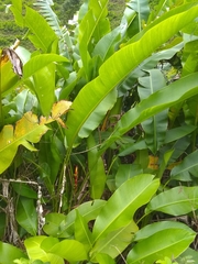 Heliconia bihai