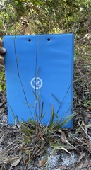 Dichanthelium patentifolium