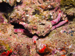 Leiaster glaber