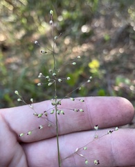 Dichanthelium patentifolium