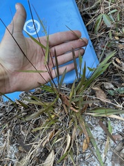 Dichanthelium patentifolium