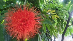 Brownea ariza
