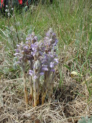 Phelipanche caesia