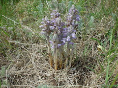 Phelipanche caesia