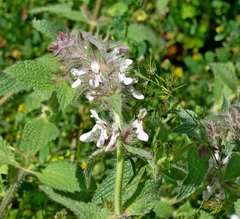 Stachys plumosa