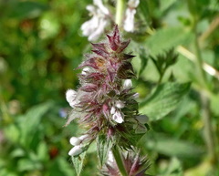 Stachys plumosa