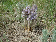 Phelipanche caesia