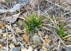 Carex tonsa