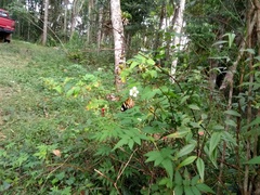Heliconius ethilla
