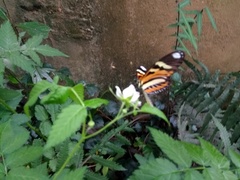 Heliconius ethilla