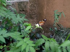 Heliconius ethilla