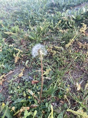 Taraxacum