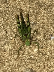 Bootettix argentatus