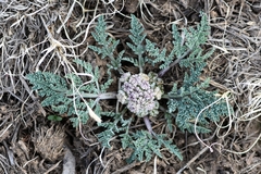 Vesper montanus