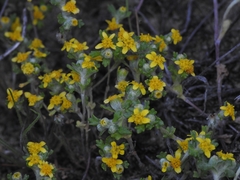Eriophyllum multicaule