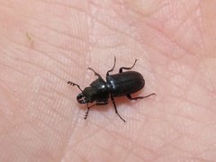 Platycerus