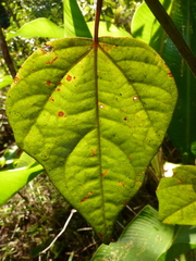 Passiflora auriculata