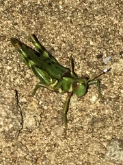 Bootettix argentatus