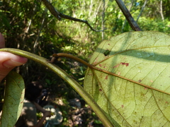 Passiflora auriculata