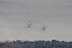 Megadyptes antipodes