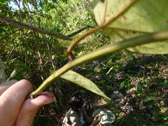 Passiflora auriculata
