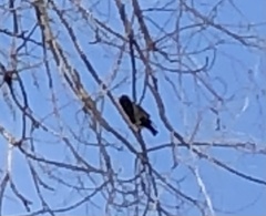 Sturnus vulgaris
