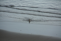 Megadyptes antipodes