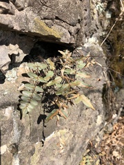 Pellaea atropurpurea