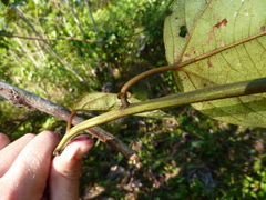 Passiflora auriculata