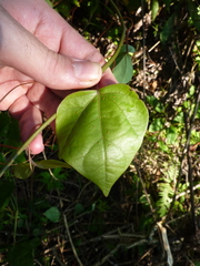 Passiflora auriculata