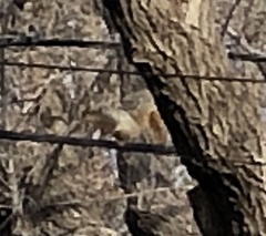 Sciurus niger