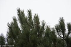 Pinus pinaster