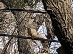 Sciurus niger
