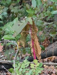 Phytolacca americana