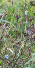Cichorium intybus