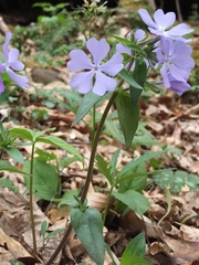 Phlox divaricata divaricata