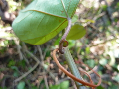 Passiflora auriculata