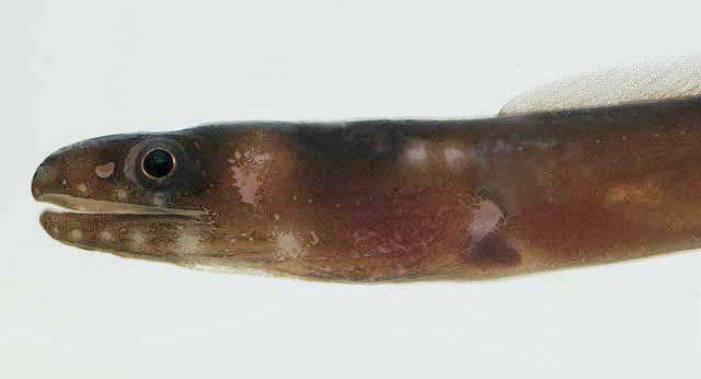 Collared Eel