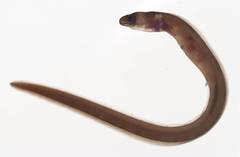Collared Eel photo 2