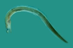 Collared Eel photo 4