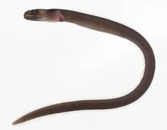 Collared Eel photo 5